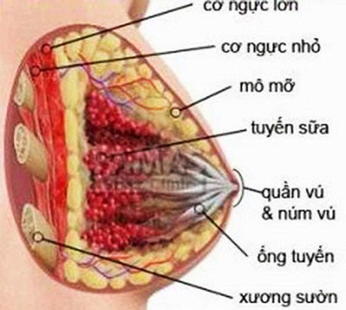 Viêm tuyến vú - Hình ảnh minh họa
